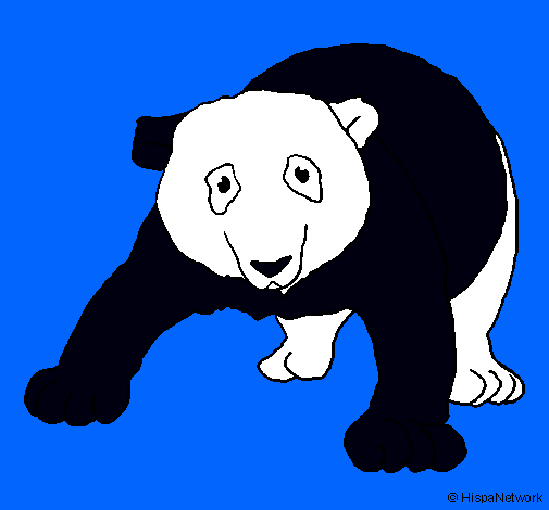 Oso panda