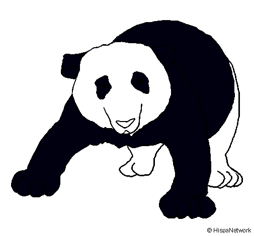 Oso panda