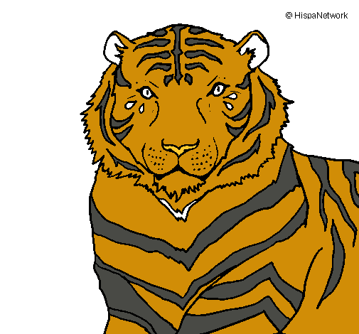 Tigre