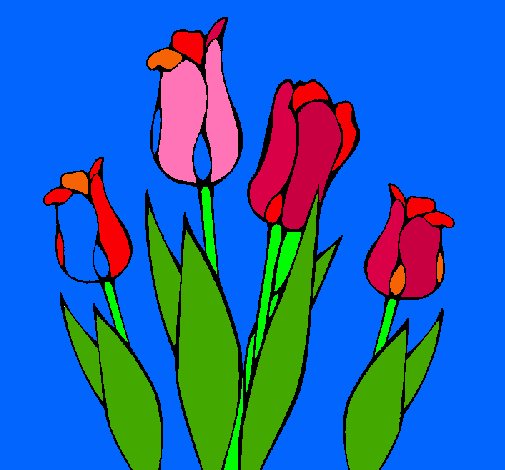 Tulipanes