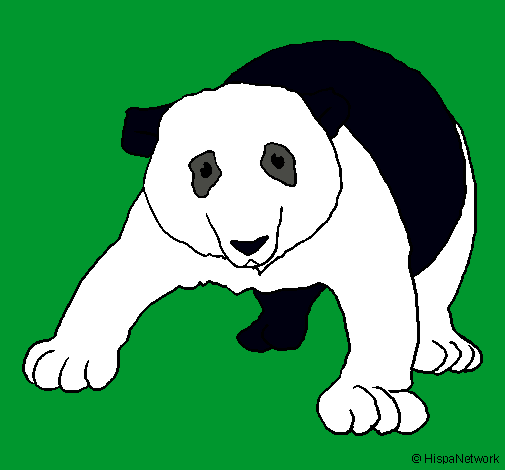 Oso panda