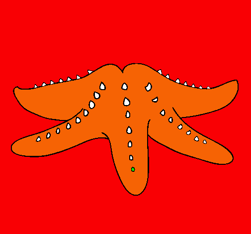 Estrella de mar