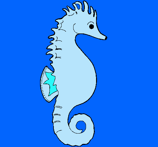 Caballito de mar