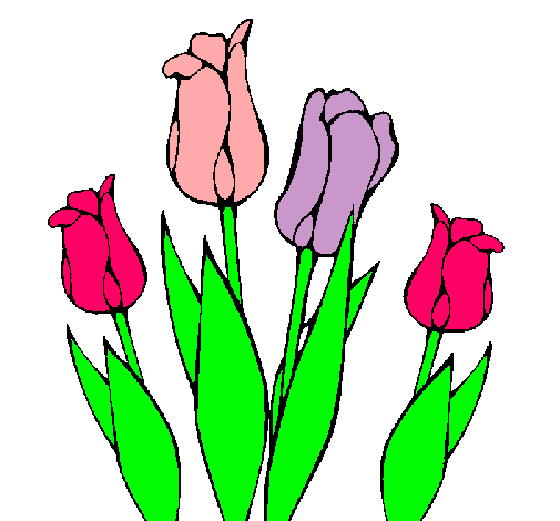 Tulipanes