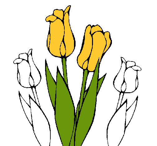 Tulipanes