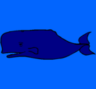 Dibujo Ballena azul pintado por hiimtyufbutyb9if7u7f