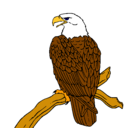 Dibujo Águila en una rama pintado por gean