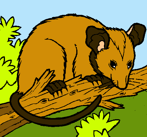 Ardilla possum