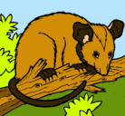 Dibujo Ardilla possum pintado por chinito