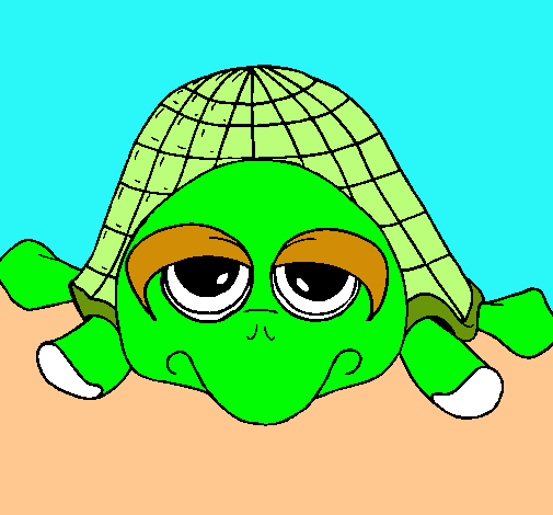 Tortuga