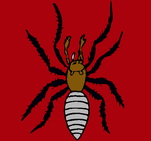 Araña tigre