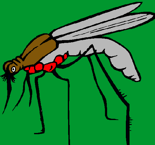 Mosquito