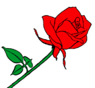 Dibujo Rosa pintado por rosaroja