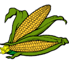 Dibujo Mazorca de maíz pintado por maiz