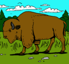 Dibujo Búfalo  pintado por john