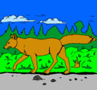 Dibujo Coyote pintado por andrea