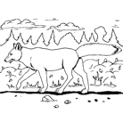 Dibujo Coyote pintado por zazi