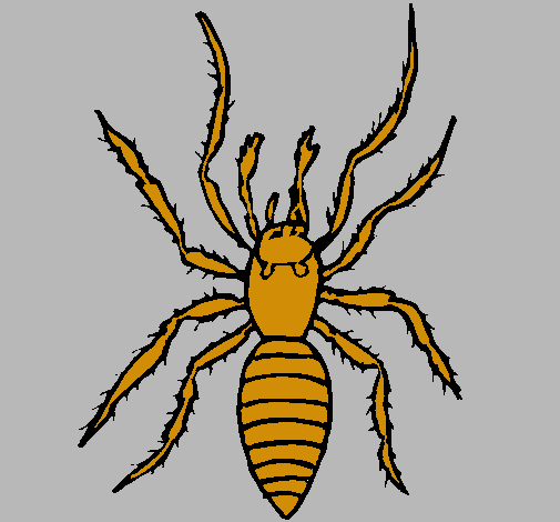 Araña tigre