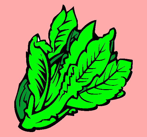 Lechuga II