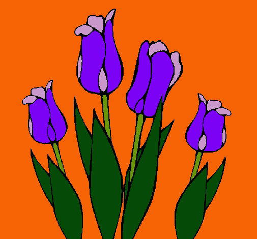 Tulipanes