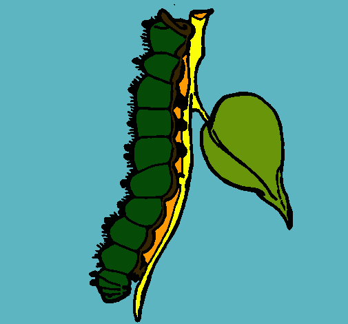 Oruga