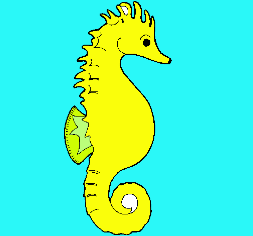 Caballito de mar