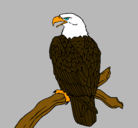 Dibujo Águila en una rama pintado por jeronimo