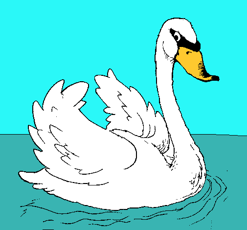 Cisne en el agua