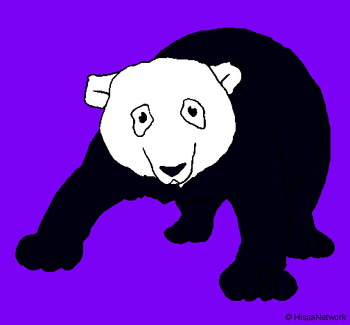 Oso panda