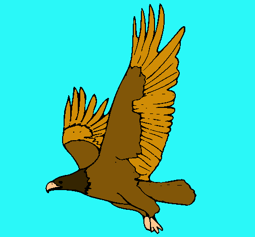 Águila volando