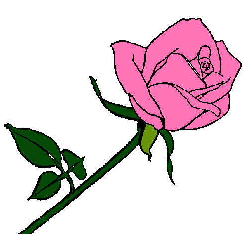 Rosa