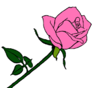 Dibujo Rosa pintado por lilis
