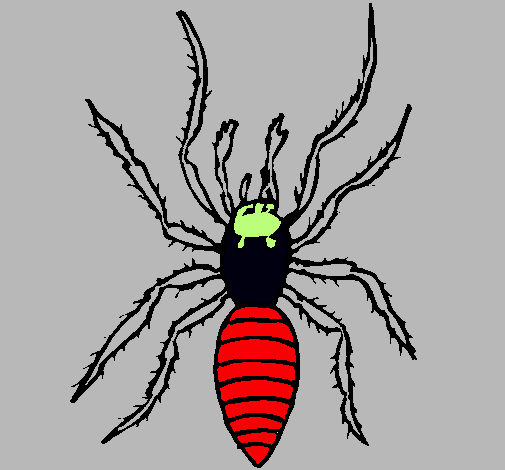 Araña tigre