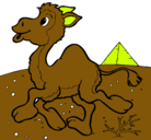 Dibujo Camello pintado por aldosotero