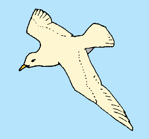 Gaviota