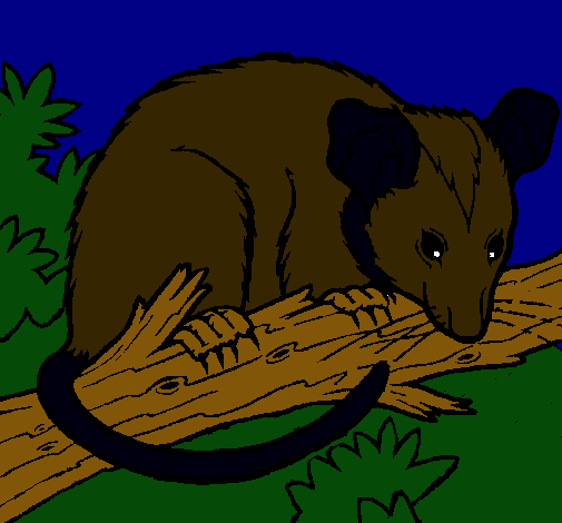 Ardilla possum