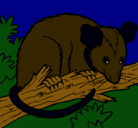 Dibujo Ardilla possum pintado por josedaniel
