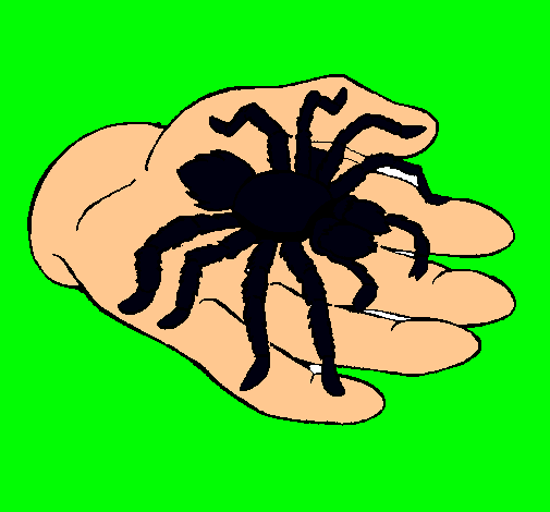 Tarántula