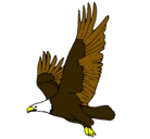 Dibujo Águila volando pintado por aguila