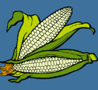 Dibujo Mazorca de maíz pintado por Verosae