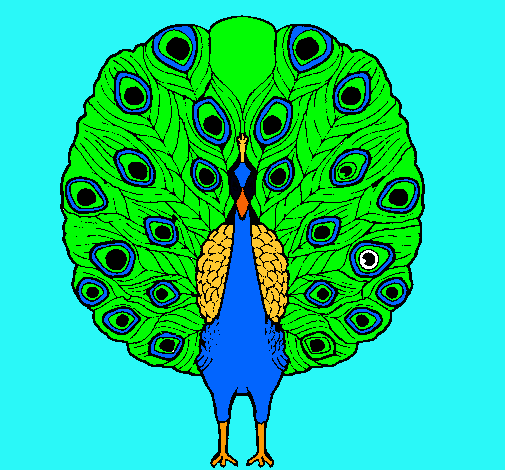 Pavo real