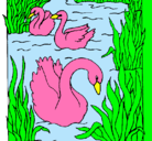 Dibujo Cisnes pintado por marlene