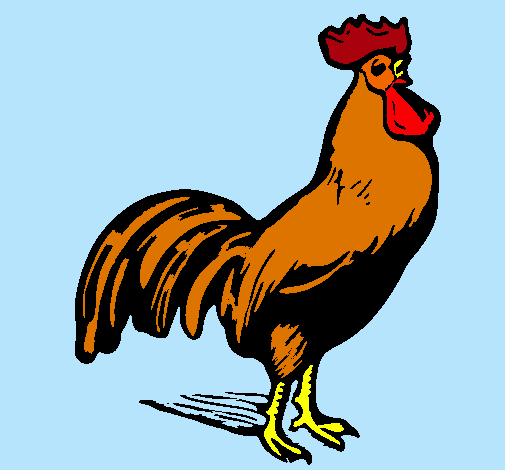 Gallo gallardo