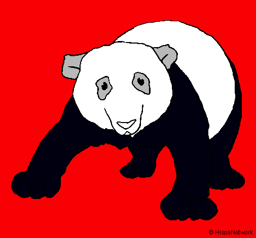 Oso panda