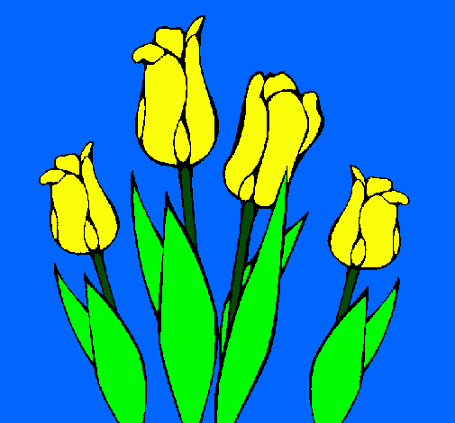 Tulipanes