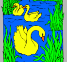 Dibujo Cisnes pintado por rafael