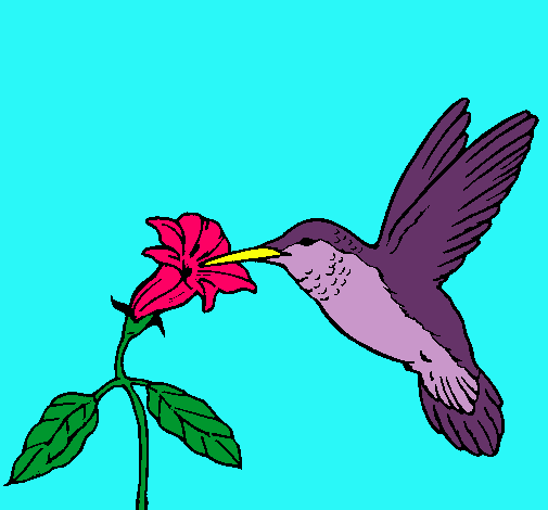 Colibrí y una flor