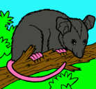 Dibujo Ardilla possum pintado por alvaro