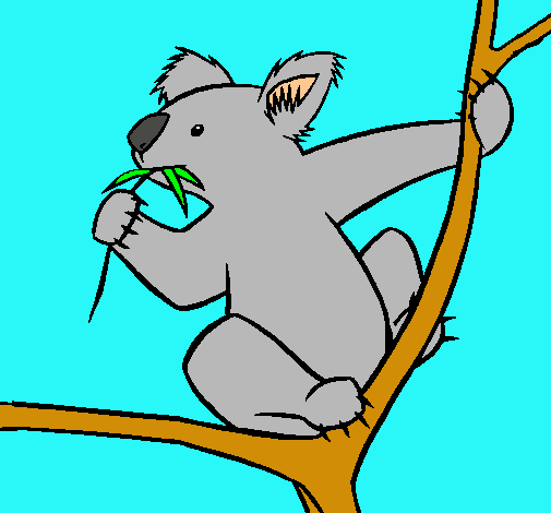 Koala