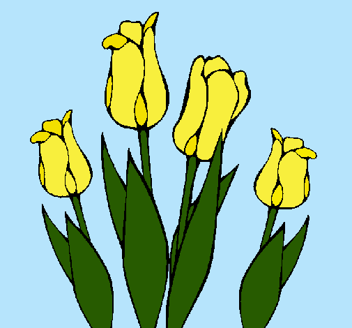 Tulipanes